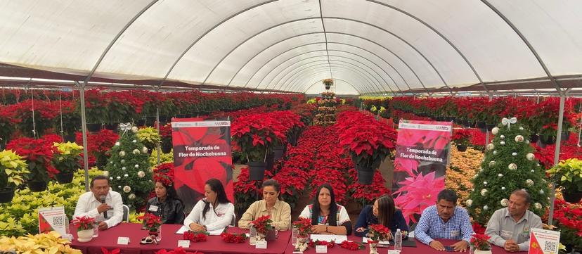 Presentan en Atlixco la Ruta de las mil flores de la nochebuena