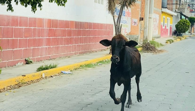 Se escapa novillo y pasea por el norte de Atlixco