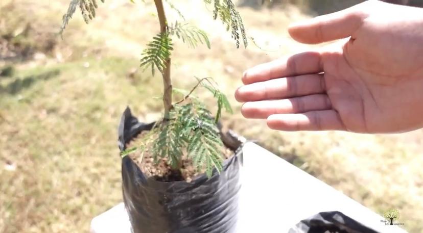 Donan 500 árboles de guaje rojo a Atlixco para reforestar y evitar erosión de la tierra