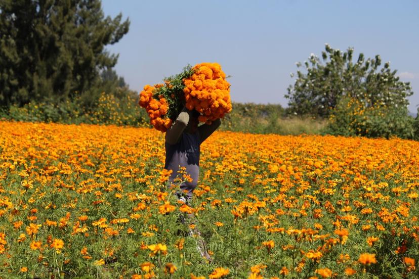 Semiparálisis en venta de flores de muertos en Atlixco