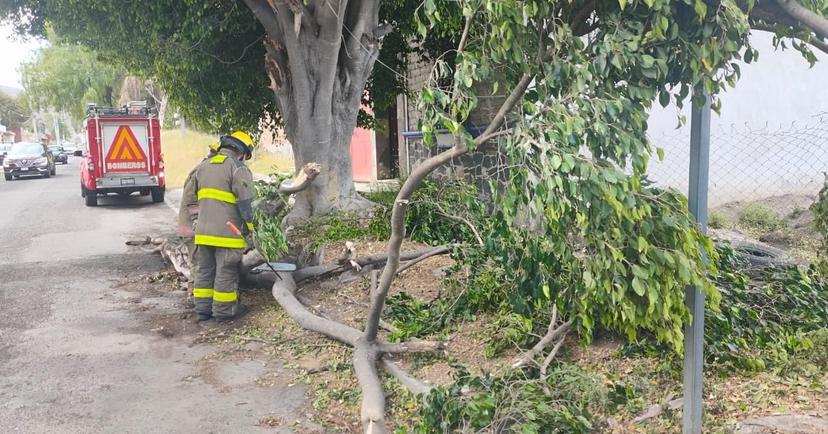 Ráfagas de viento tiran en Atlixco semáforo, árboles y macetas gigantes 