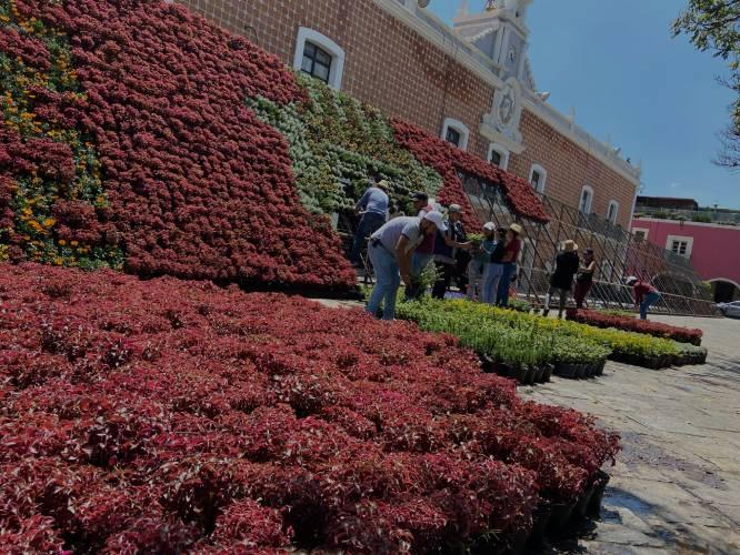 Continúa colocación de más de 5 mil plantas para el muro floral de Atlixco 