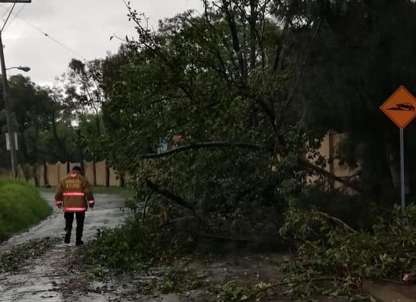  Lluvia derriba varios árboles en Atlixco