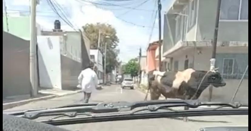 Toros sueltos en calles de Atlixco sorprenden a habitantes