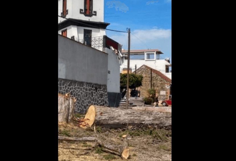 Reclaman activistas por tala de árboles en centro de Metepec