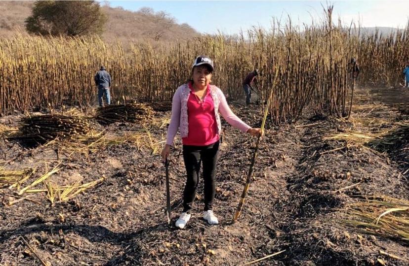 En la zafra las mujeres ya hacen trabajos de hombres