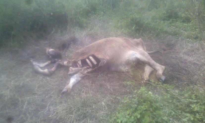 Mueren animales por derrame de hidrocarburos de TETSA