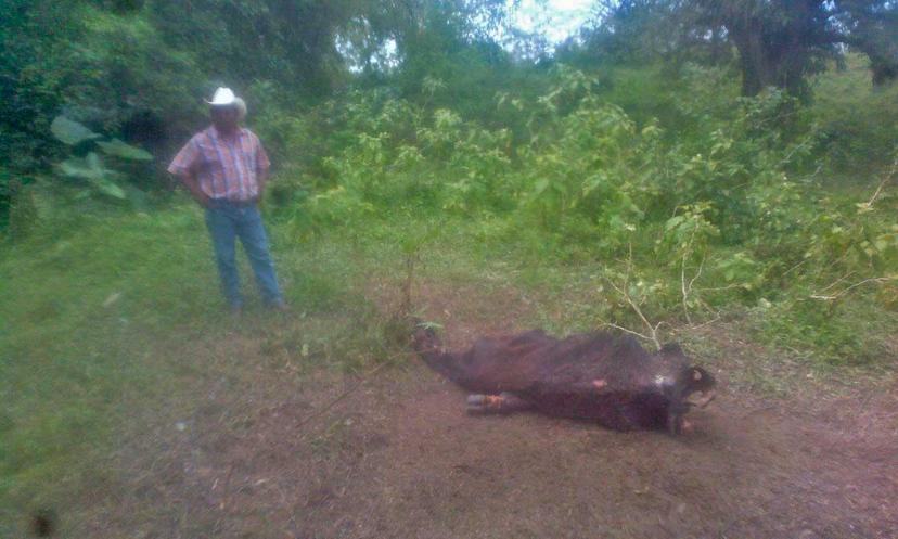 Mueren animales por derrame de hidrocarburos de TETSA