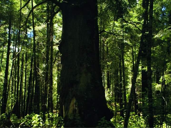 El abuelo, un oyamel con más de 400 años de edad en El Verde