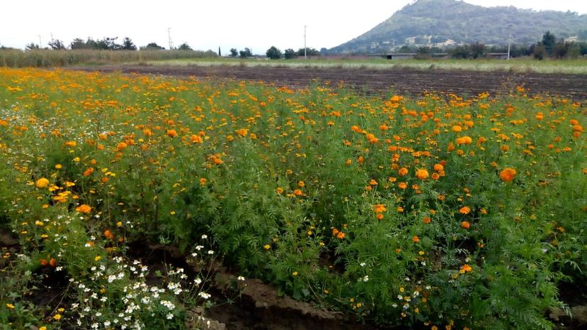 Temporada dejaría venta de 300 toneladas de flores en Texmelucan