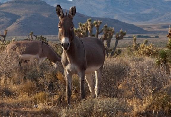 Masacran 42 burritos salvajes en desierto de California