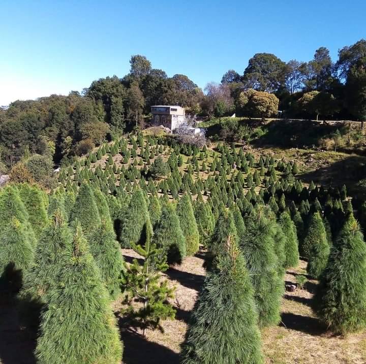 Inicia venta de árboles navideños en Tlahuapan