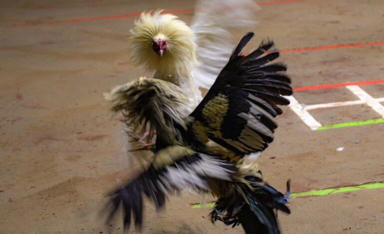 No habrá peleas de gallos en Palenque de Feria de Puebla 2025
