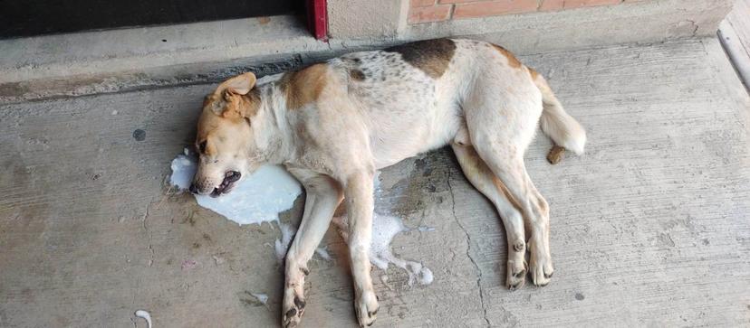 En Texmelucan envenenan a media docena de perros