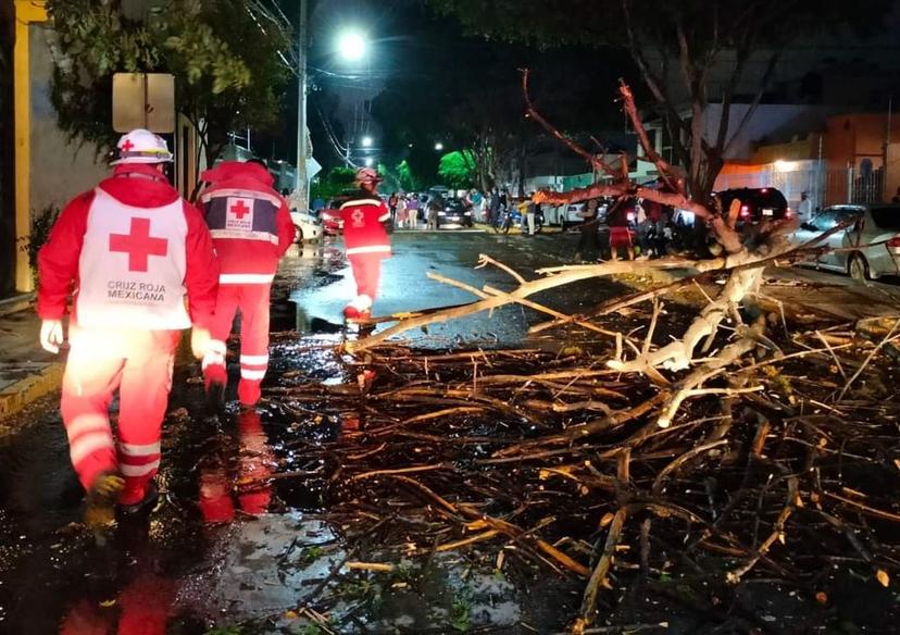 Verifican condiciones de árboles de Tehuacán ante lluvias y vientos