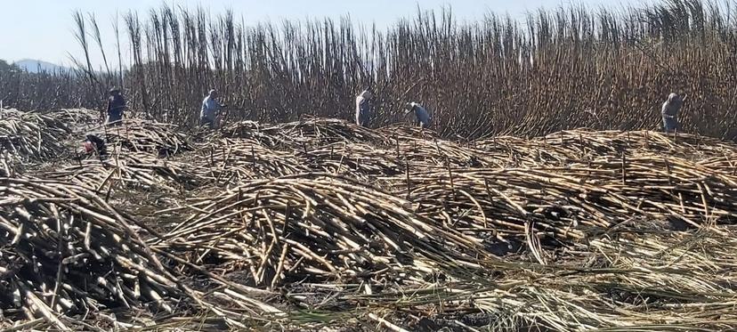 A mediados del mes de noviembre podría iniciar la zafra 2023-2024 en Chietla