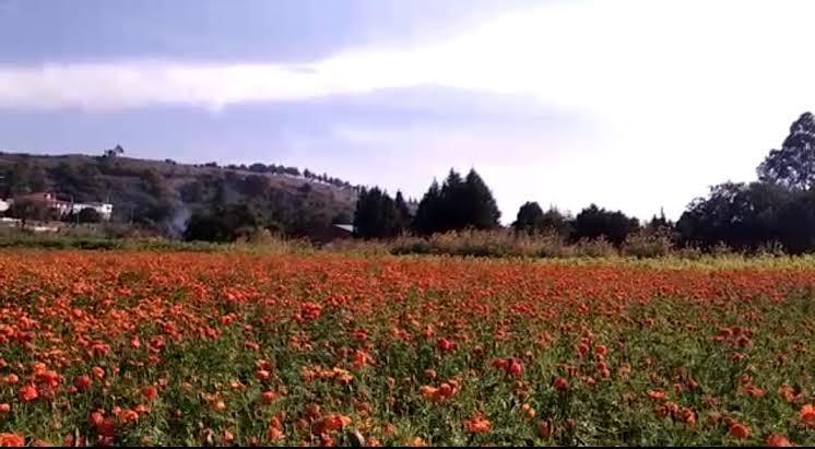 Hasta 700 toneladas de flor de cempasúchil se venderán en Texmelucan