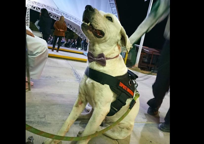 Matan al Ingeniero, el perrito adoptado por la Universidad Tecnológica de Tehuacán