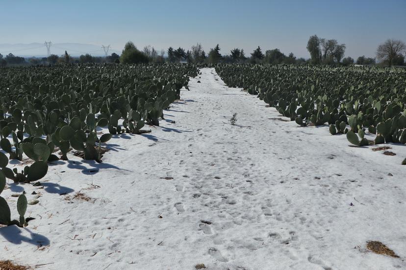 Aguanieve dañó 150 hectáreas de cultivo en Acatzingo