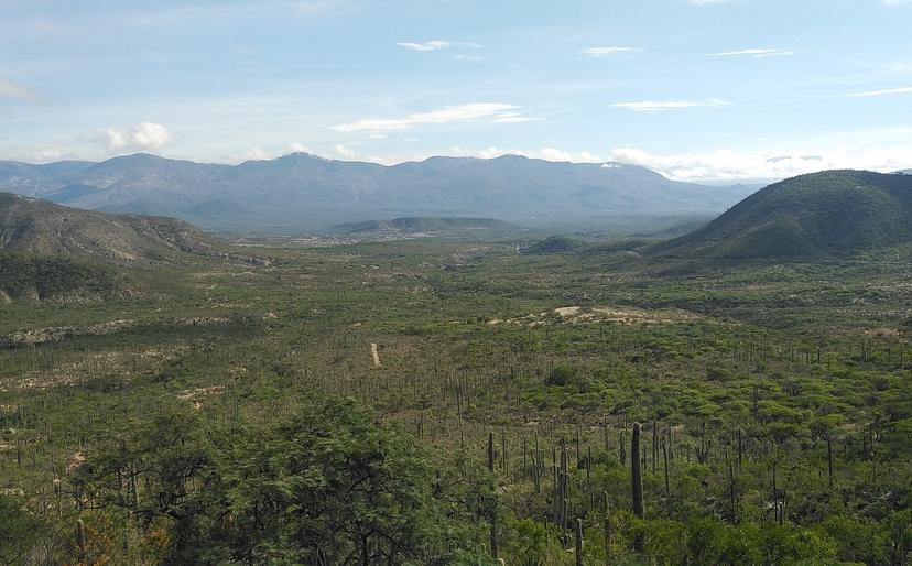 Se secan especies endémicas de la Reserva Tehuacán-Cuicatlán