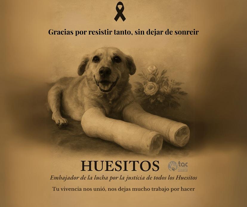 Muere “Huesitos”, perrito agredido en Miahuatlán 