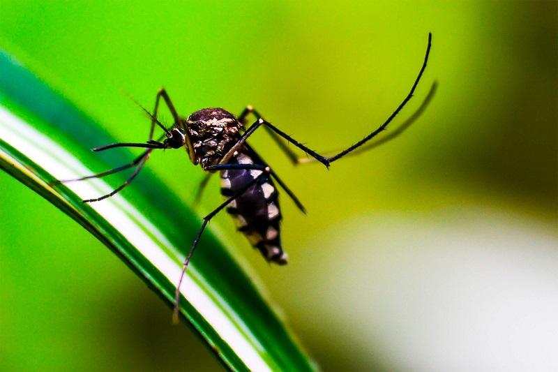 Concentra Izúcar 3 de cada 10 casos de dengue en Puebla