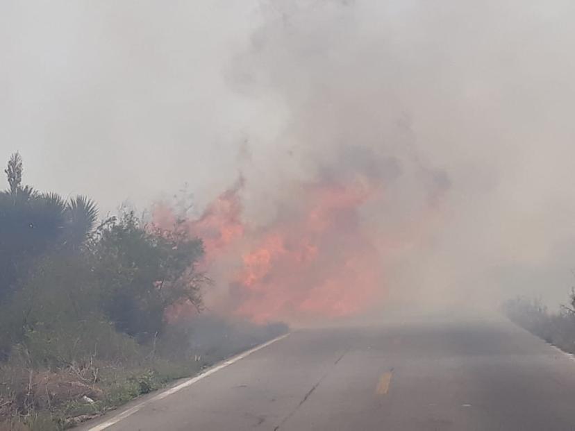 Incendio acaba con especies de más de 300 años en Xochitlán