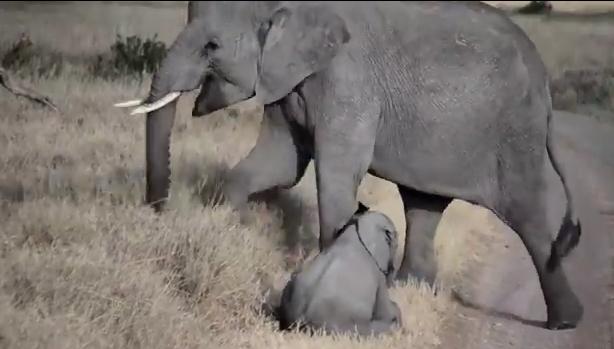 VIDEO El tierno momento cuando un bebé elefante hace berrinche