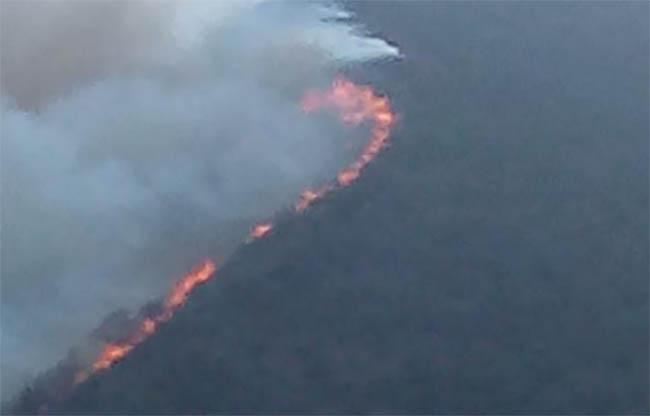 Incendio consume hectáreas boscosas en Tetela de Ocampo