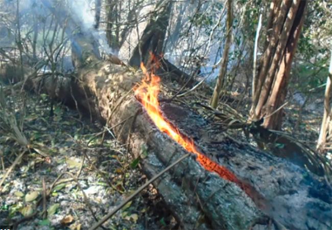 Incendio forestal en Calakmul lleva 16 días