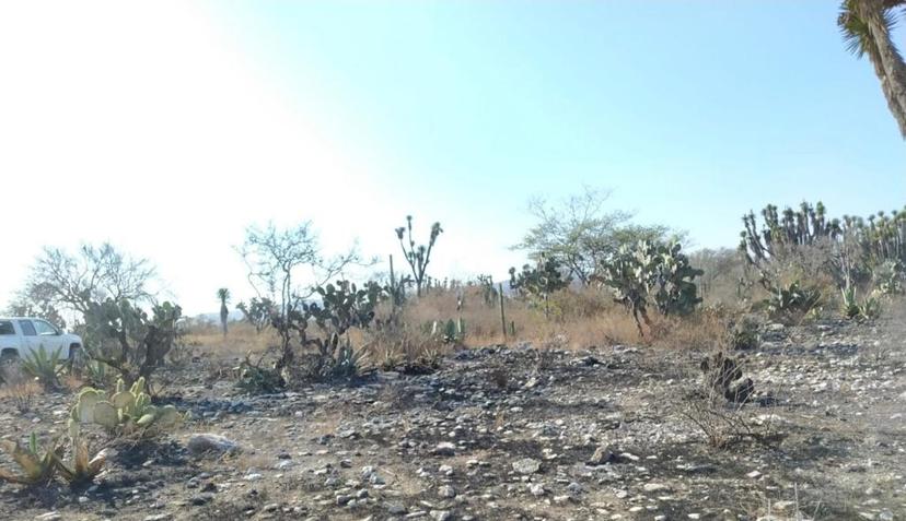 Evalúan daños por incendios en Reserva de la Biosfera Tehuacán-Cuicatlán