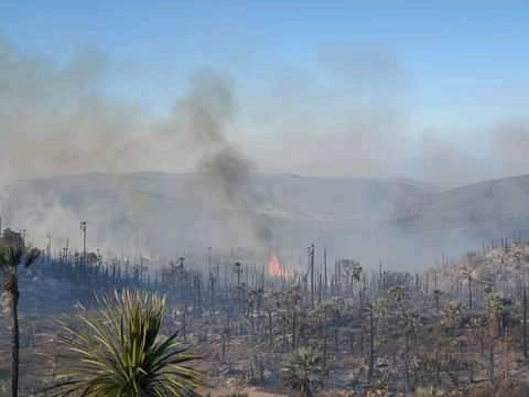 Más de 20 hectáreas siniestradas, dejó incendio forestal en San Martín Atexcal 