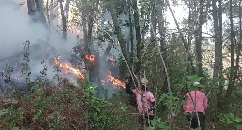 Logran sofocar incendio forestal en Coyomeapan 