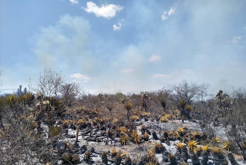Incendio consume casi 10 hectáreas de plantas endémicas en Tehuacán 