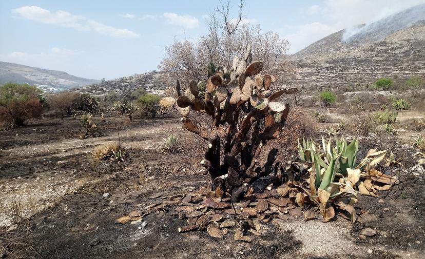 Gobierno reporta incendios activos, afectan más de 265 ha