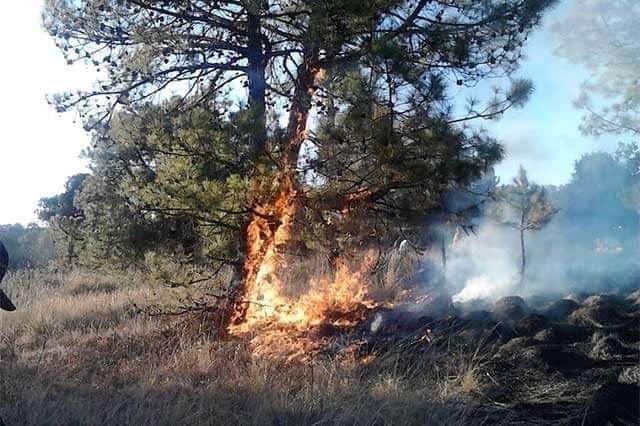 Incendio en Sierra Negra consume casi 4 hectáreas de bosque