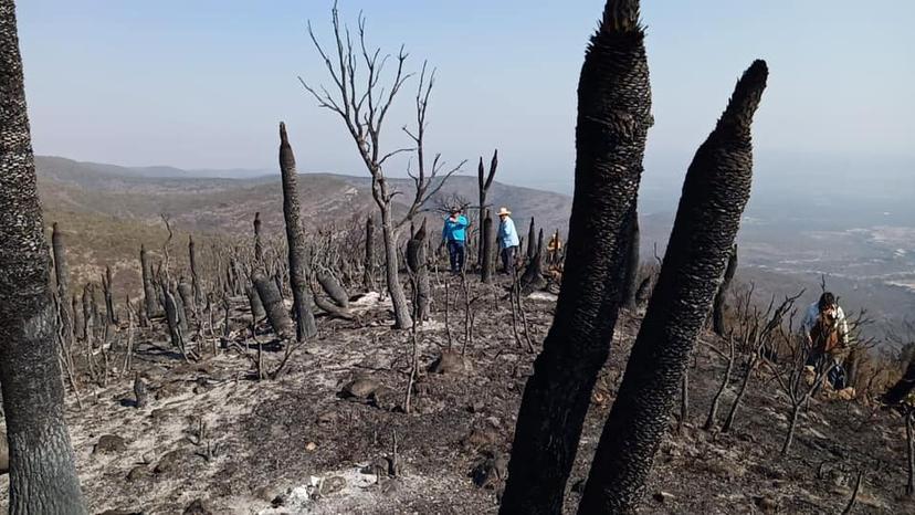 Incendio forestal en Tlacotepec y Juan N. Méndez, casi liquidado en su totalidad 