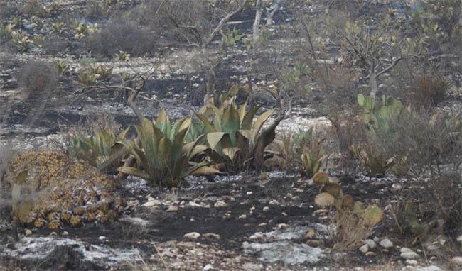 Incendio consume varias hectáreas de pastizales en Tecamachalco