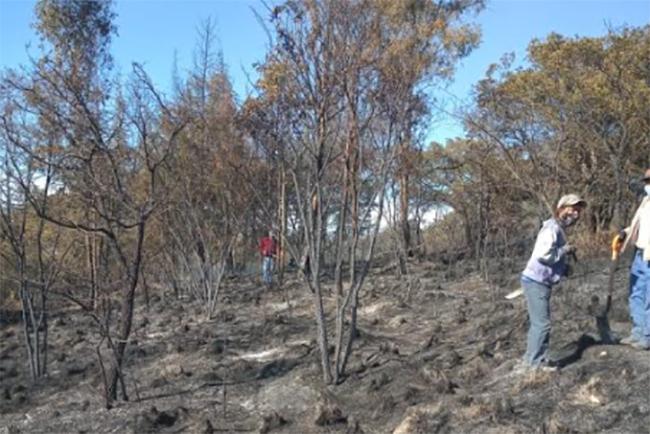 Incendio daña reforestación del cerro Totolquemec en Texmelucan