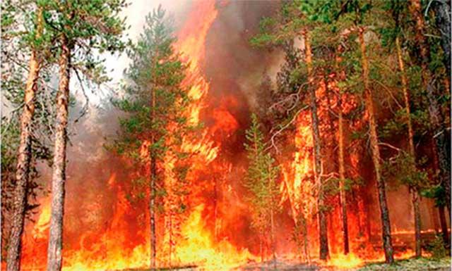 Incendios forestales ya afectaron 57 hectáreas de pastizales