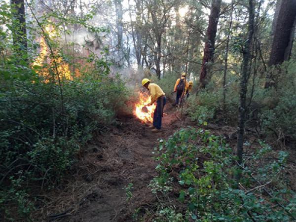 Baja 43% la cantidad de hectáreas dañadas por incendios forestales en Puebla