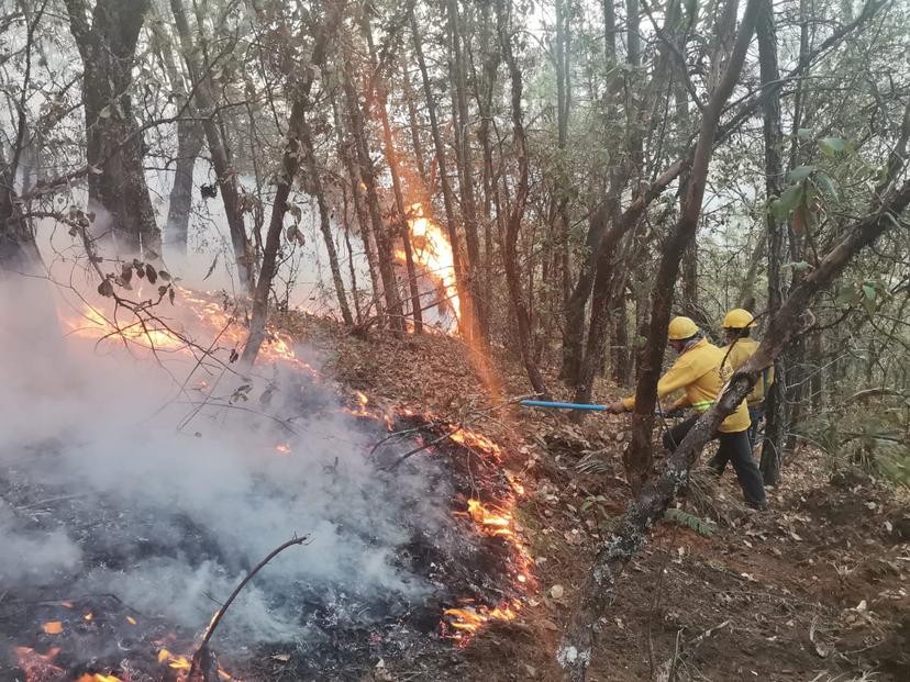 Incendios forestales han arrasado más de 100 hectáreas de la Reserva de la Biosfera 