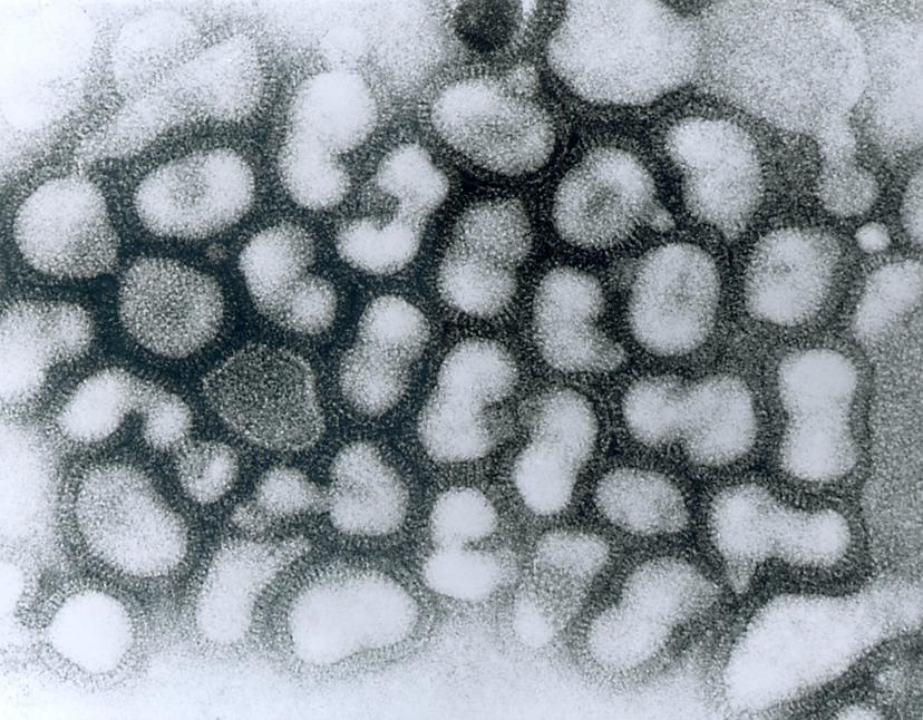 Registran contagio de influenza aviar AH5N1 en México