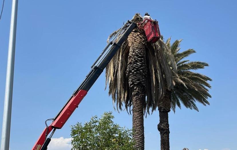 Ayuntamiento de Puebla interviene palmeras en La Paz y Avenida Juárez 