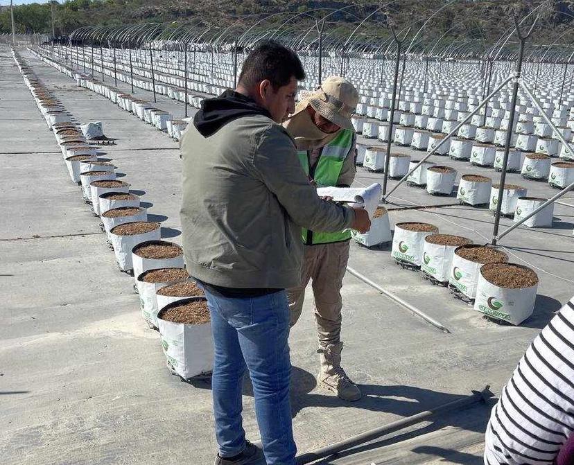 No hay permisos para construir invernaderos en Necoxtla: Desarrollo Urbano