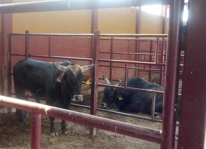 Empresarios del jaripeo en Tilapa, en números rojos por Covid