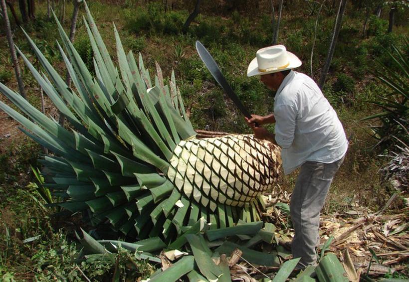 Arranca Sergio Salomón Proyecto de Impulso al Agave Mezcalero en la Mixteca Poblana