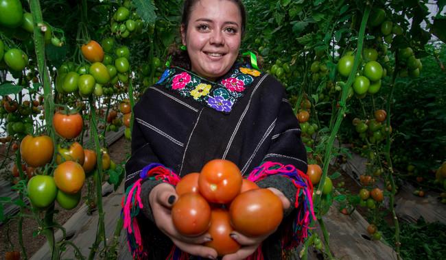 Jitomate mexicano, entre los 5 principales productos agrícolas generadores de divisas
