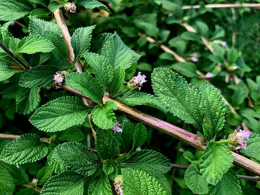 Esta planta podría ayudar a contrarrestar células cancerosas