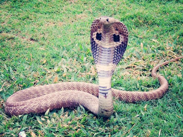 Para poder cobrar la herencia sujeto asesina a su esposa con una cobra